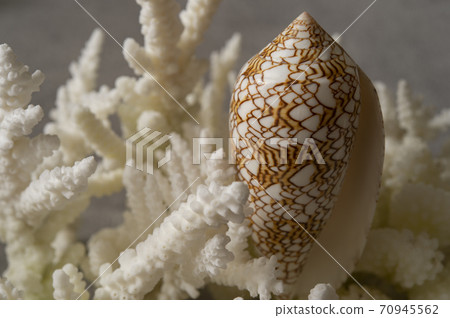 Conus textile shellfish and replica coral Conus textile shellfish and replica coral 70945562