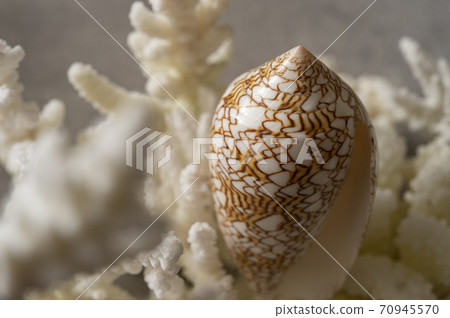 Conus textile shellfish and replica coral Conus textile shellfish and replica coral 70945570
