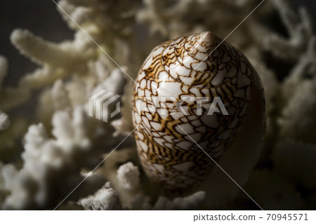 Conus textile shellfish and replica coral Conus textile shellfish and replica coral 70945571