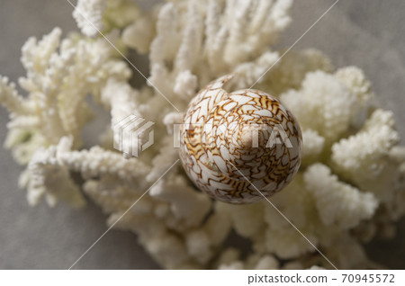 Conus textile shellfish and replica coral Conus textile shellfish and replica coral 70945572