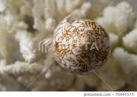 Conus textile shellfish and replica coral Conus textile shellfish and replica coral 70945573