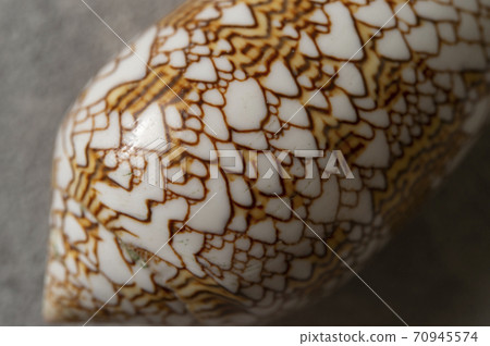 Conus textile shellfish Conus textile shellfish 70945574
