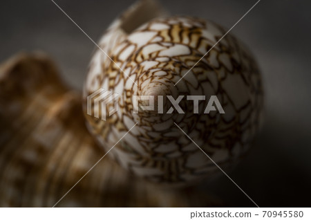 Tagaya Sanminashi貝類 70945580