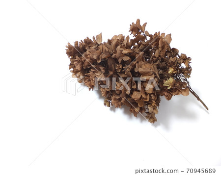 柏葉繡球在秋天凋謝 柏葉繡球在秋天凋謝 70945689