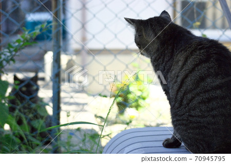 Cats Cats 70945795