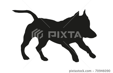Running amstaff puppy. Black dog silhouette. Running amstaff puppy. Black dog silhouette. 70946090