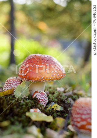 Cute mushroom (poisonous mushroom fly agaric) Cute mushroom (poisonous mushroom fly agaric) 70946152