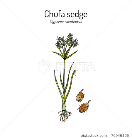 Chufa sedge Cyperus esculentus , edible and medicinal plant Chufa sedge Cyperus esculentus , edible and medicinal plant 70946396