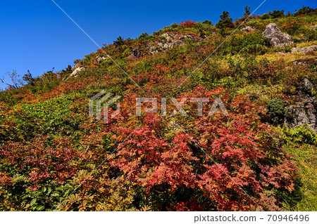 白山秋葉 白山秋葉 70946496