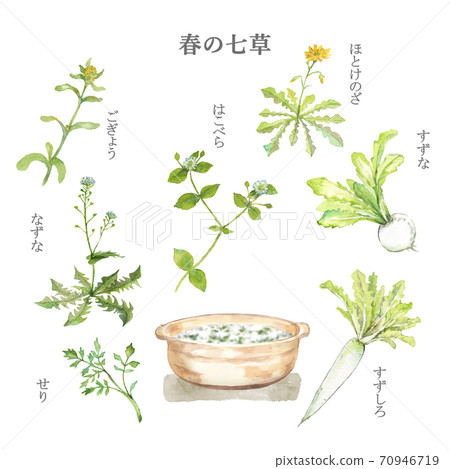Spring seven herbs and seven herbs porridge watercolor painting Spring seven herbs and seven herbs porridge watercolor painting 70946719