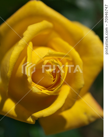 Yellow rose (variety name: Kaguyahime) macro photography Yellow rose (variety name: Kaguyahime) macro photography 70946747