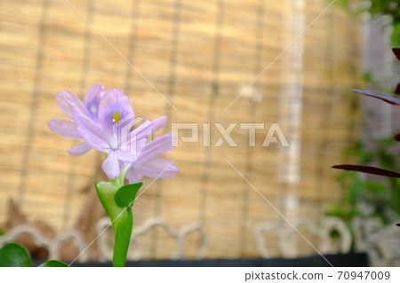 Up purple flowers of water hyacinth Up purple flowers of water hyacinth 70947009