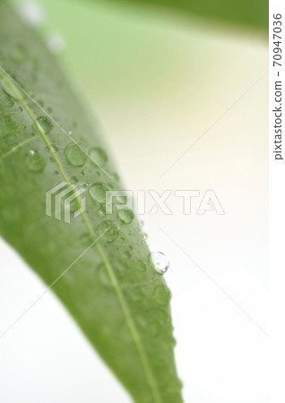 Foliage plant  70947036