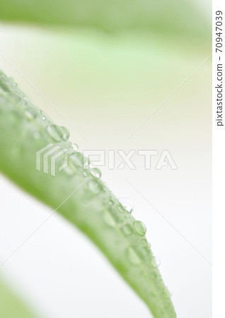 Foliage plant  70947039