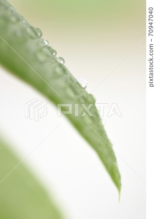 Foliage plant  70947040