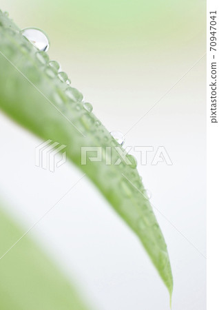 Foliage plant Foliage plant 70947041