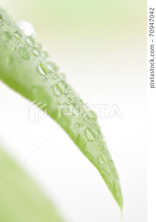 Foliage plant  70947042