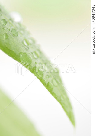 Foliage plant  70947043