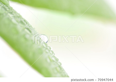 Foliage plant Foliage plant 70947044