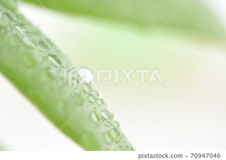 Foliage plant Foliage plant 70947046