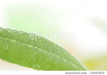 Foliage plant Foliage plant 70947050