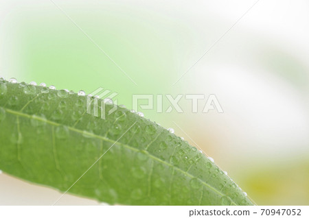 Foliage plant  70947052