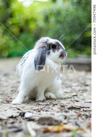 Rabbits that are white and black That is cute and bright In motion of relaxation Rabbits that are white and black That is cute and bright In motion of relaxation 70947496