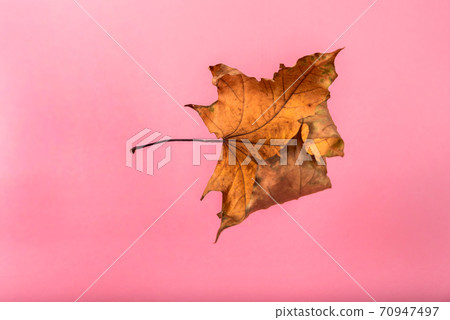 dry yellow maple leaf on a pink background dry yellow maple leaf on a pink background 70947497