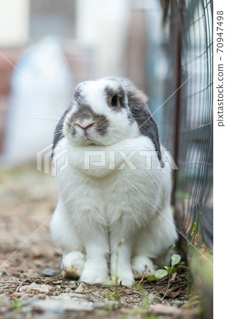 Rabbits that are white and black That is cute and bright In motion of relaxation 70947498