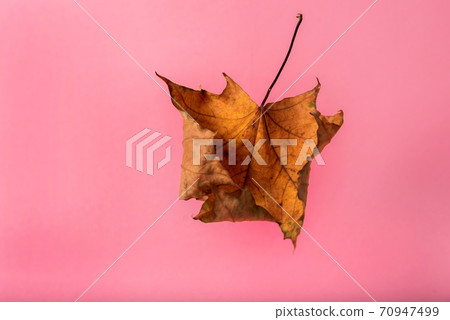 dry yellow maple leaf on a pink background dry yellow maple leaf on a pink background 70947499