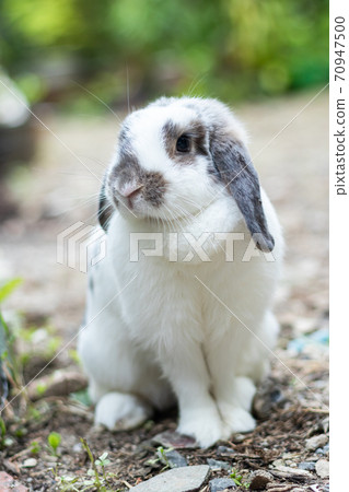 Rabbits that are white and black That is cute and bright In motion of relaxation Rabbits that are white and black That is cute and bright In motion of relaxation 70947500