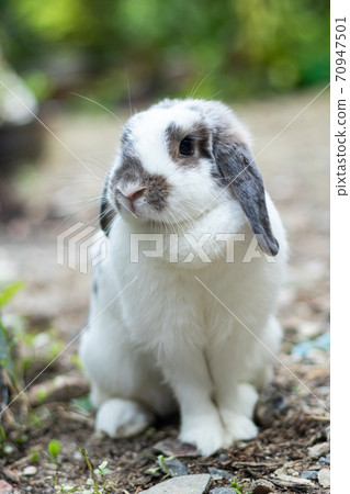 Rabbits that are white and black That is cute and bright In motion of relaxation Rabbits that are white and black That is cute and bright In motion of relaxation 70947501