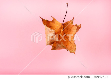dry yellow maple leaf on a pink background dry yellow maple leaf on a pink background 70947502