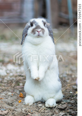 Rabbits that are white and black That is cute and bright In motion of relaxation Rabbits that are white and black That is cute and bright In motion of relaxation 70947503