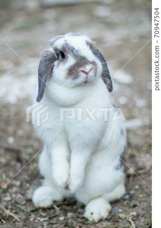 Rabbits that are white and black That is cute and bright In motion of relaxation Rabbits that are white and black That is cute and bright In motion of relaxation 70947504