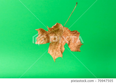 dry yellow maple leaf on a green background dry yellow maple leaf on a green background 70947505