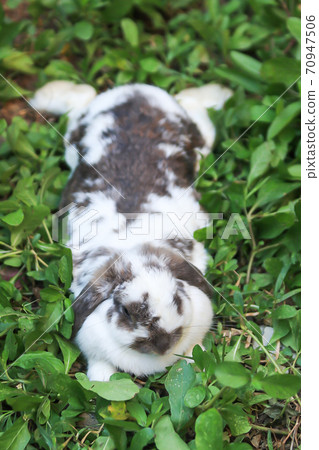 Rabbits that are white and black That is cute and bright In motion of relaxation Rabbits that are white and black That is cute and bright In motion of relaxation 70947506