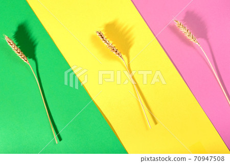 ears of wheat on a bright colorful background ears of wheat on a bright colorful background 70947508