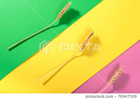 ears of wheat on a bright colorful background ears of wheat on a bright colorful background 70947509