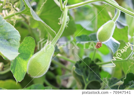 瓢瓜 瓜苗 70947541