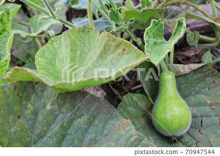 瓢瓜 瓜苗 70947544