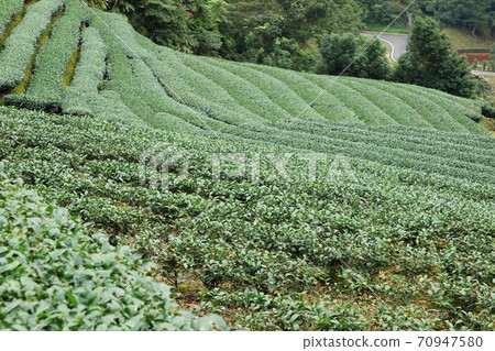 茶 茶園 坪林 新北市 台灣 70947580