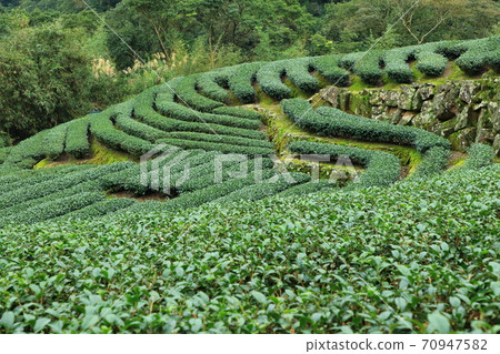 Tea tea garden pinglin new taipei city taiwan Tea tea garden pinglin new taipei city taiwan 70947582