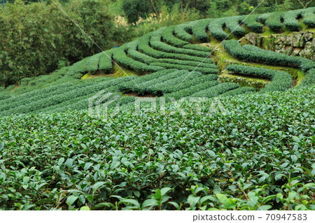 Tea tea garden pinglin new taipei city taiwan Tea tea garden pinglin new taipei city taiwan 70947583