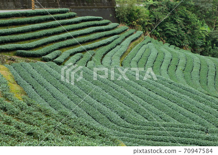 茶 茶園 坪林 新北市 台灣 70947584