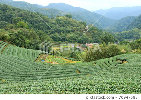 Tea tea garden pinglin new taipei city taiwan Tea tea garden pinglin new taipei city taiwan 70947585