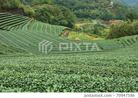 茶 茶園 坪林 新北市 台灣 70947586