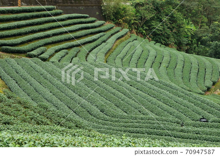 Tea tea garden pinglin new taipei city taiwan Tea tea garden pinglin new taipei city taiwan 70947587