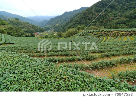 Tea tea garden pinglin new taipei city taiwan Tea tea garden pinglin new taipei city taiwan 70947588