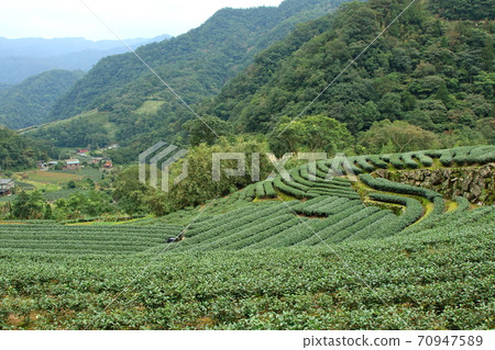 Tea tea garden pinglin new taipei city taiwan 70947589